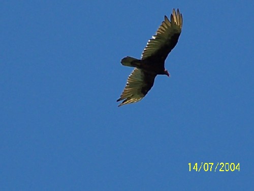 tukey vulture1.jpg (20727 bytes)