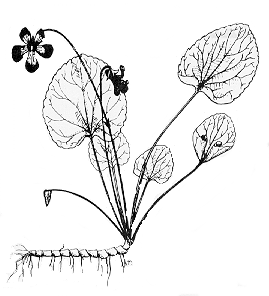 gif--Viola nephrophylla