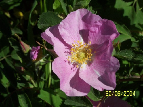 wild rose C.jpg (53964 bytes)