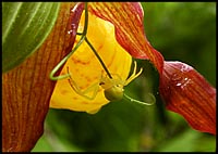 flower spider on yellow lady's-slipper