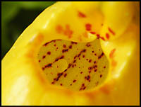 view inside lip of yellow lady's-slipper